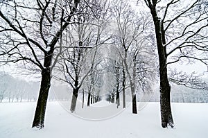 Tree alignment in Vigeland Park in Oslo. Snow covered. Inspiration design