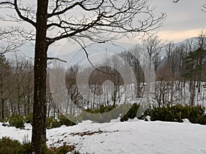 A tree all alone in the snowy winter