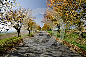 Tree alley in autumn, South Moravia