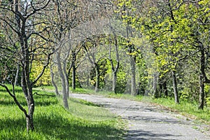 Tree alley in botanical garden, springtime