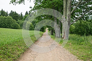 Tree alley and green meadow, way to river.