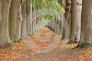 Tree alley perspective