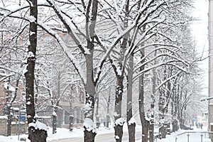 Tree alley. Riga, Latvia. Aerial winter view of the Riga. Beautiful winter covered snow forest in cold snowy day. Street