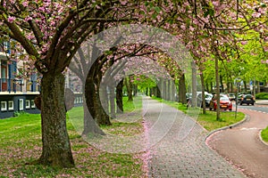 Tree alley street view of residential district with bike path and walking area Hague Den Haag, The Netherlands. Holland