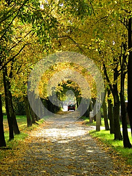 Tree alley of Tilia cordata, in Poland