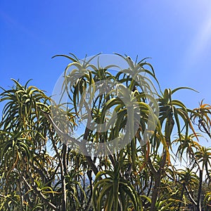 Tree Aloe, Aloe bainesii tree succulents on a blue sky.