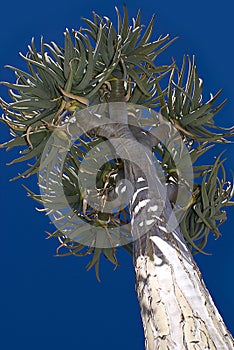 Tree Aloe - Quiver Tree