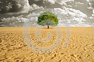 Tree alone in desert
