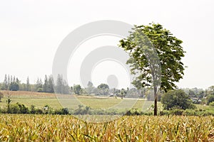 Tree alone in the farm