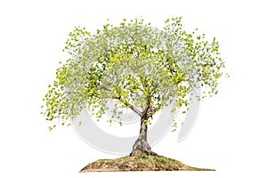 Tree alone or single on isolate white background
