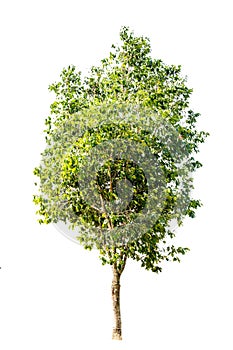 Tree alone or single on isolate white background