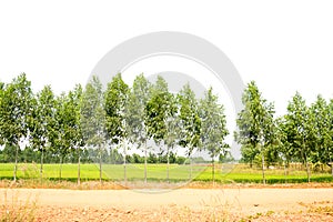 Tree alone or single on isolate white background