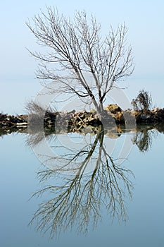 Tree alone at Lake Balaton