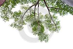 Tree alone with leaf on isolate white background