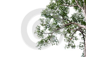Tree alone with leaf on isolate white background