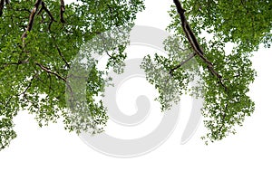 Tree alone with leaf on isolate white background