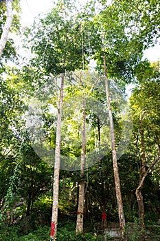Tree alone with leaf on isolate white background