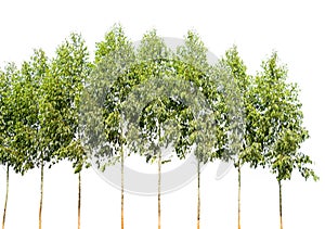 Tree alone with leaf on isolate white