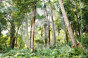 Tree alone with leaf on isolate white background