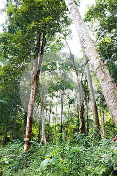 Tree alone with leaf on isolate white background