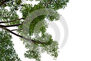 Tree alone with leaf on isolate white background