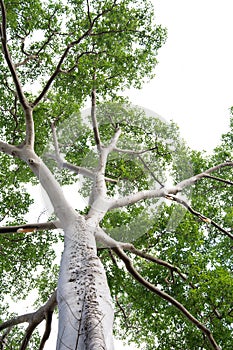 Tree alone with leaf on isolate white background