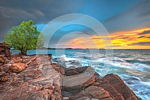 Tree alone on the rock border the sea