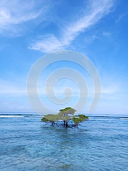 The Tree Alone at The Sea