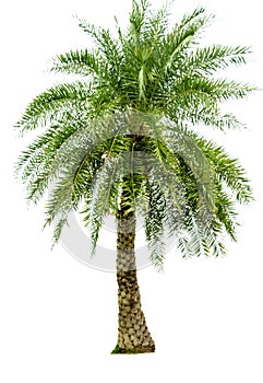 Tree alone or single on isolate white background