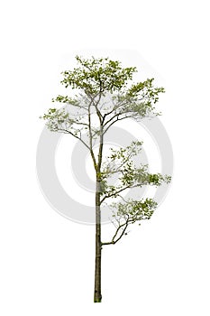 Tree alone or single on isolate white background