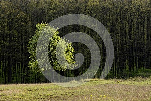 Tree alone in spring time