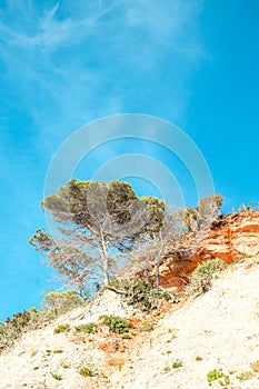 Tree alone on top of a mountain