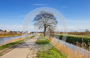 Tree along the canal in Nature reserve De Onlanden