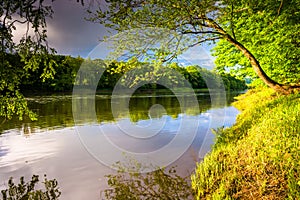 Tree along the Delaware River at Delaware Water Gap National Rec