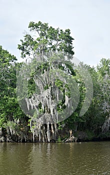 Tree Along the Edge of the Louisiana Bayou