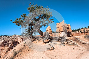 Tree along Horse Trail in Bryce Canyon National Park, Utah