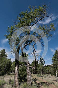 A tree along the Largo Trail in New Mexico