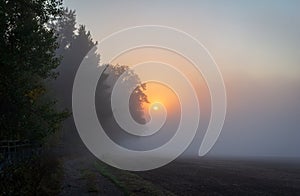 Tree along path and agriculture field with misty fog and sunrise. Czech landscape