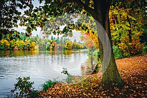 Tree along the shore of Lake Williams, near York, Pennsylvania.