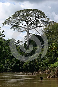 Tree in Amazonia