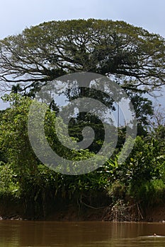 Tree in Amazonia