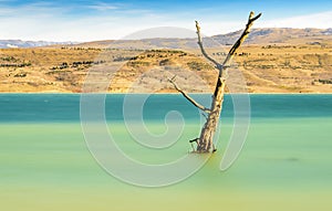 Tree amidst rural lake landscape with reeds, wildlife and with blue skies and clouds