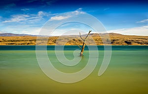 Tree amidst rural lake landscape with reeds, wildlife and with blue skies and clouds