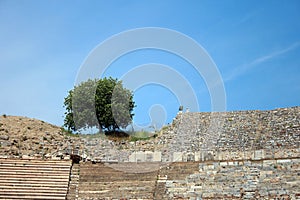 A tree at Amphitheater Coliseum in Ephesus Efes