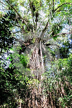 Tree in the ancient rainforest of Yungaburra