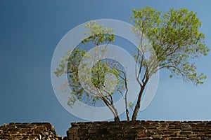 Tree and ancient stone wall
