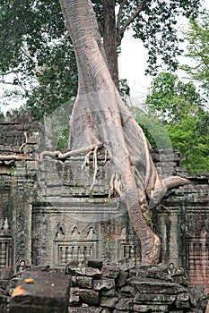 Tree on ancient walls, Cambodja