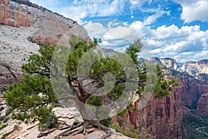 Tree on Angels Landing