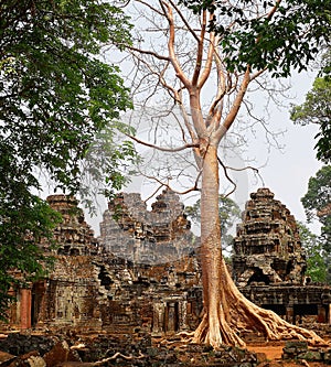 Tree in Angkor Thom, Siem Reap