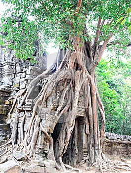 Tree on the ankor wat ruins